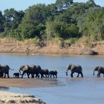 Süd Luangwa Nationalpark - Süd Luangwa - Sambia