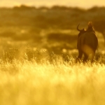 Kalahari Wüste -  - Namibia