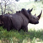 Khama Rhino Sanctuary -  - Botswana
